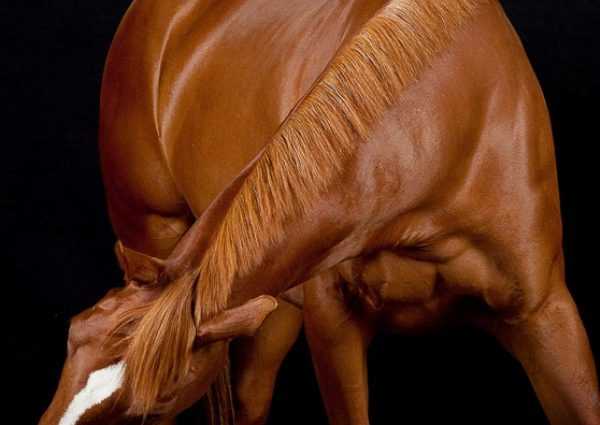 Красивые фотографии лошадей. Питер Сэмюэлс 1