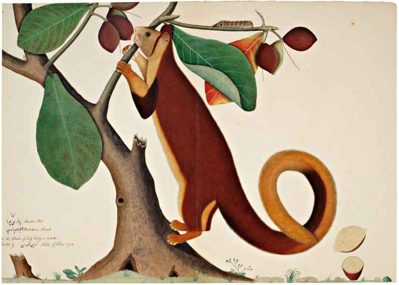 Малабарская гигантская белка, Калькутта (1778) Зейн Уд-Дин