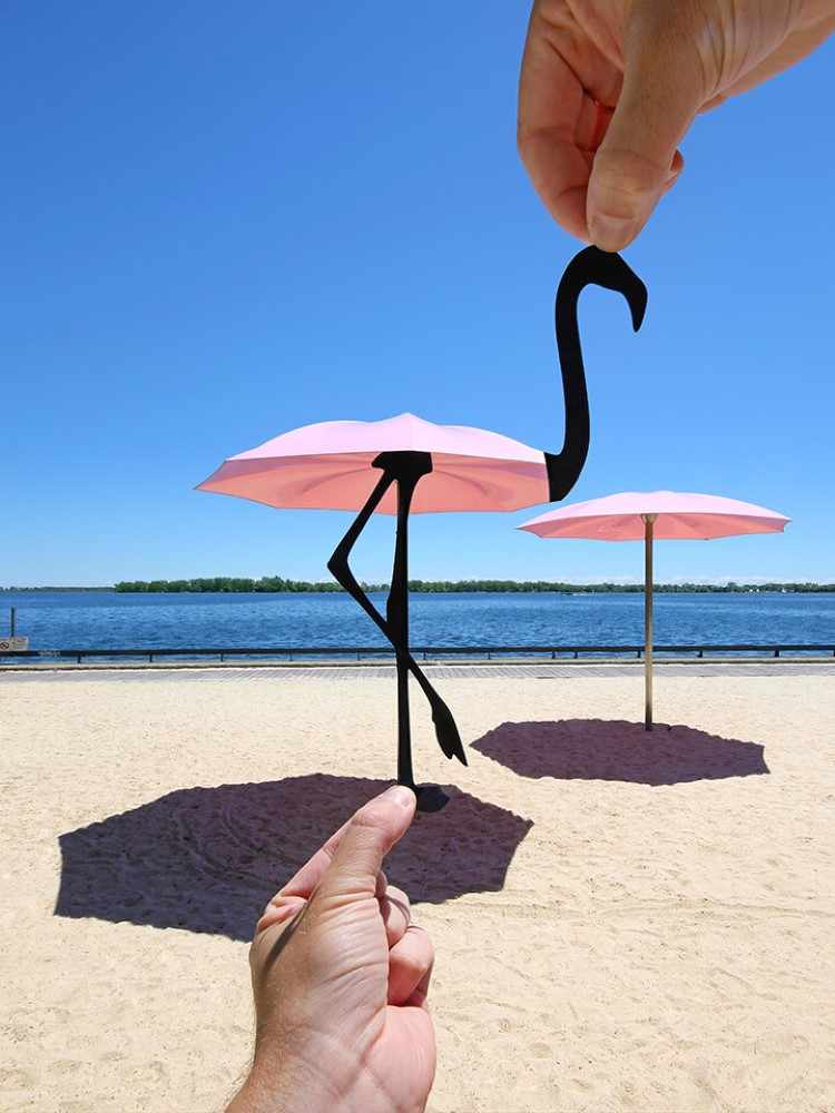 Toronto Flamingo