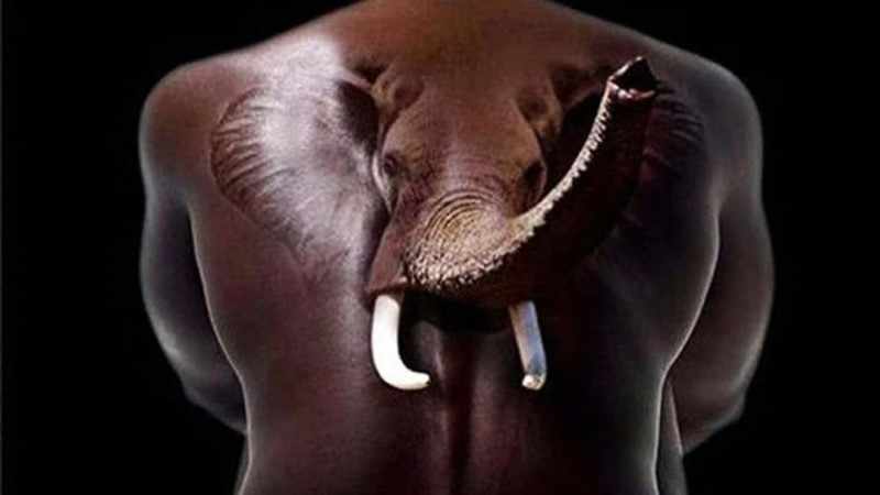 Всплывающая 3D татуировка слона