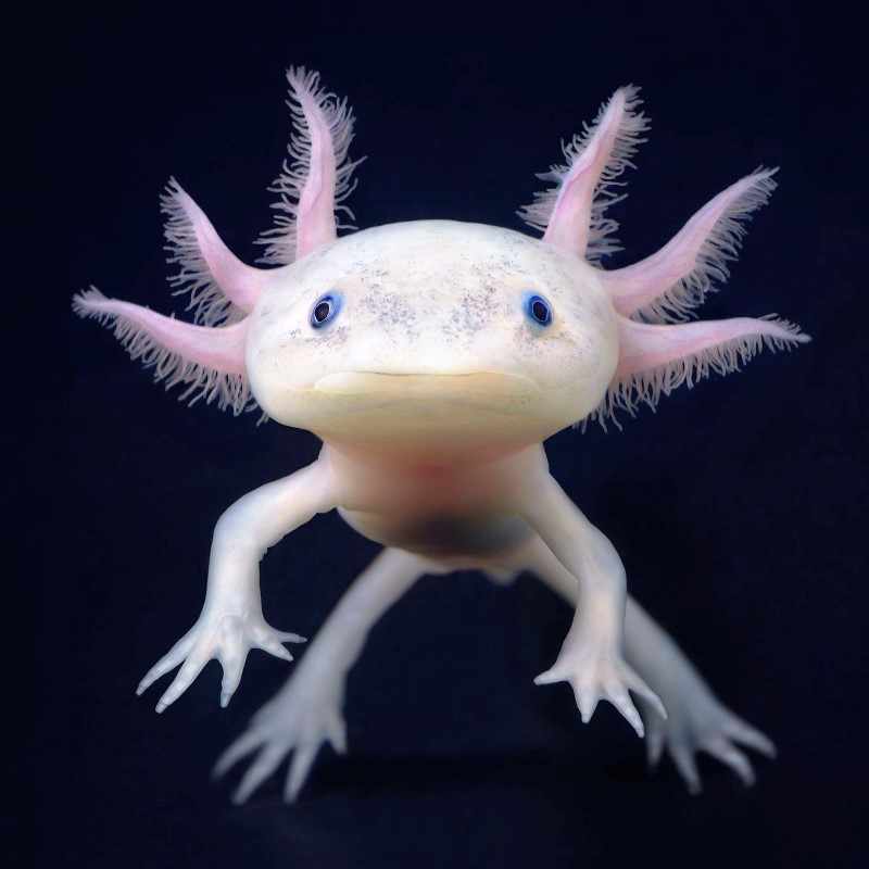 Axolotl. Tim Flach