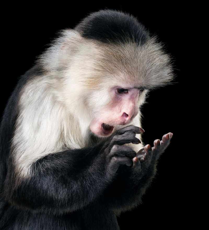 Capuchin. Tim Flach