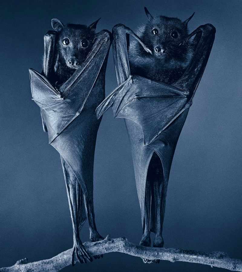 Egyptian bat. Tim Flach