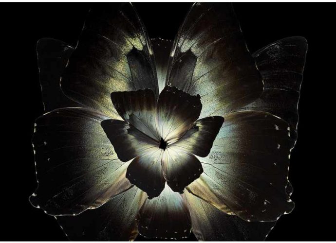 Крылья насекомых в виде лепестков цветов. Seb Janiak