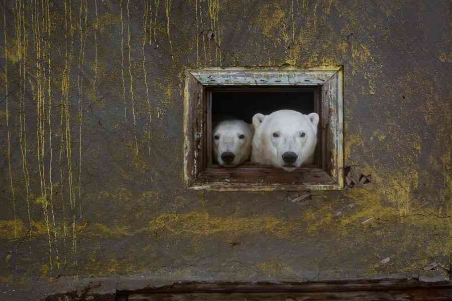 Dmitry Kokh. House of bears 1