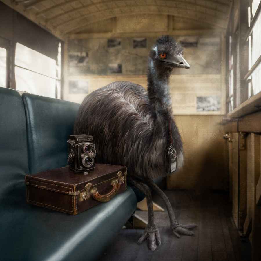 Emu ride. Karen Alsop