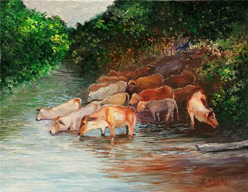 Cows at the watering hole. Andre Dluhos